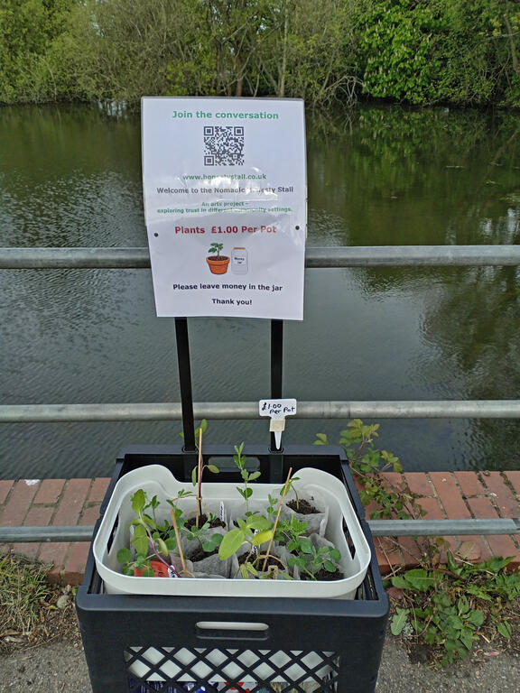 First seedlings ready for hte honesty stall plants for sale